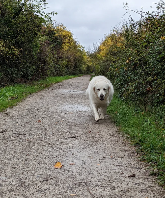 Dog walking the green line west bridgford